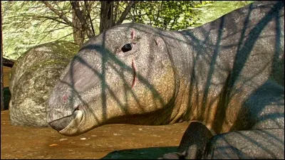 Un jeune edmontosaure bless&eacute; &agrave; la t&ecirc;te