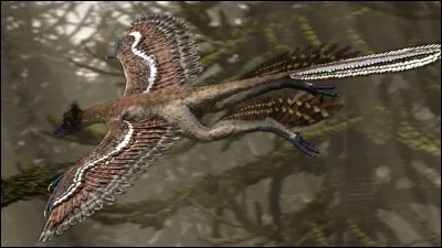 Un microraptor planant d'un arbre &agrave; l'autre