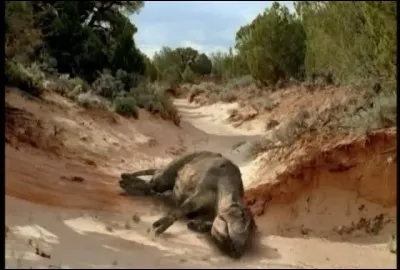 Un jeune allosaure mort pr&egrave;s d'une rivi&egrave;re ass&eacute;ch&eacute;e