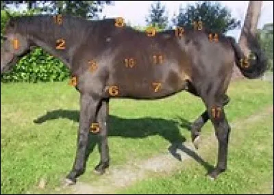 Sur la photo où se trouve le garrot ?