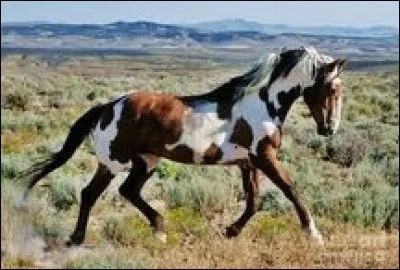 Quelle race de cheval est-ce ?