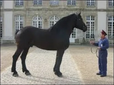 Quelle race de cheval est-ce ?