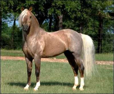 Quelle race de cheval est-ce ?