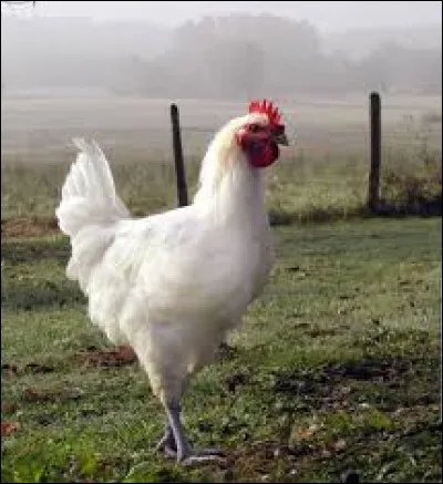 Si je te dis "poulet", tu me dis :