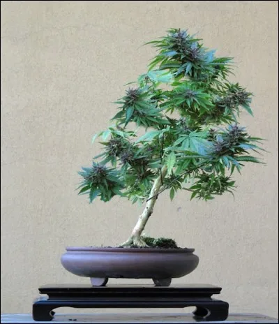 Quel est le nom de la première variété d'herbe commercialisée aux Pays-Bas ?