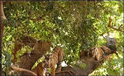 Faire du bruit en reniflant, obéir de mauvaise grâce !