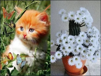 Sulfure naturel d'arsenic !