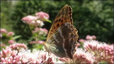 Auteur dramatique de revues !