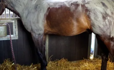 Quiz Galop 2