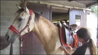 Que faut-il vérifier pour s'assurer que son cheval est bien en selle ?