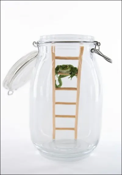 Que fait la grenouille si il va pleuvoir ?