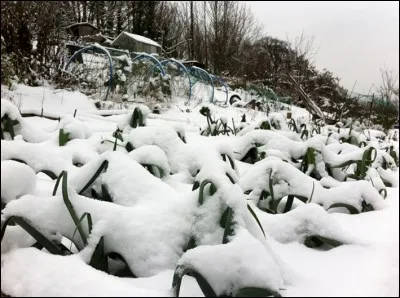 De ces trois légumes, lequel peut être récolté en plein hiver ?