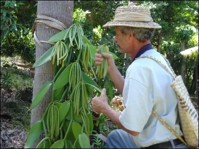 Dans quel département français cultive-t-on la vanille Bourbon ?