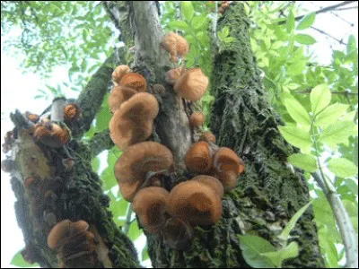 Sur quel arbuste pouvez-vous récolter le champignon noir (oreille de Judas), très prisé dans la gastronomie chinoise ?