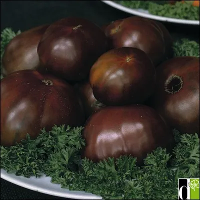 Comment s'appelle cette variété de tomate ?