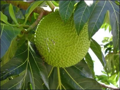 Identifiez ce fruit !