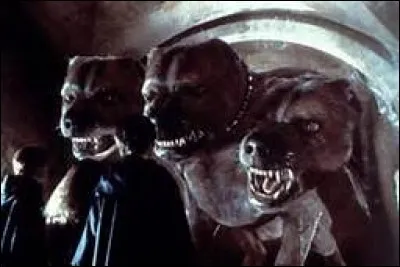 Comment s'appelle le chien à 3 têtes que Ron, Harry et Hermione vont devoir affronter ?