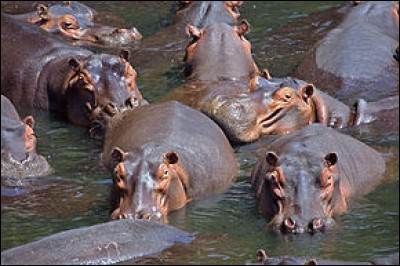 H - Quelle est l'espérance de vie d'un hippopotame ?
