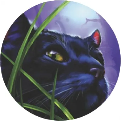 Quel est le pouvoir de Feuille de Houx ?