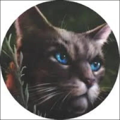 Comment le vieux chat, qui révèle la prophétie des trois à Étoile de Feu, s'appelle-t-il ?