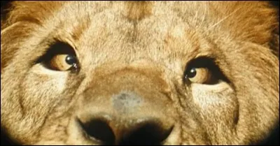 Comme vous pouvez le voir, l'action se déroulait en Afrique. Alors, film ou série TV ?