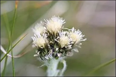 C'est une plante herbacée de la famille des astéracées. Trouvez son nom !