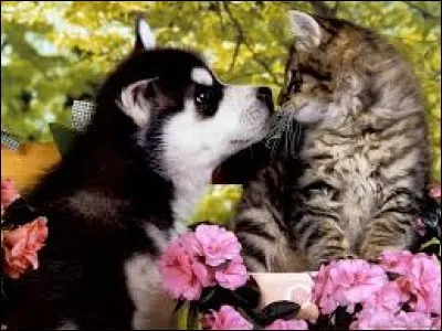 Quel animal la mère Michel a-t-elle perdu ?