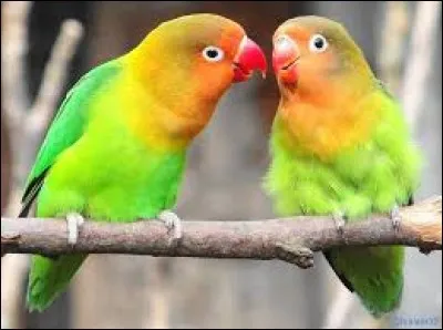 Ce matin, qu'as-tu fait en entendant des oiseaux chanter ?