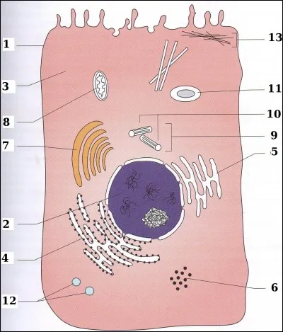 Indiquez à quoi correspond le numéro 1 :