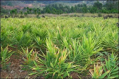 Quelle épice est le rhizome d'une plante couramment utilisée dans la cuisine indienne ?