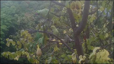 Combien de perruches comptez-vous sur la photo ?