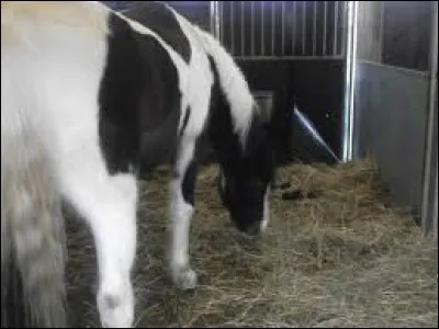 Quelle est la robe de ce poney ?