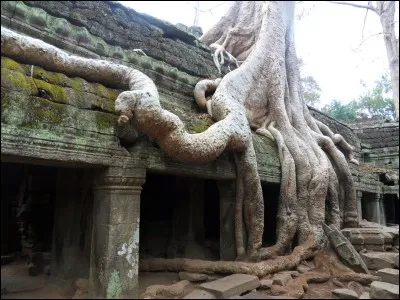 Quel est cet arbre, très présent sur le site ?