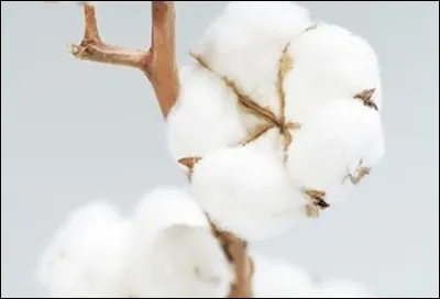 Parmi ces huiles, laquelle appartient aux huiles fluides ?