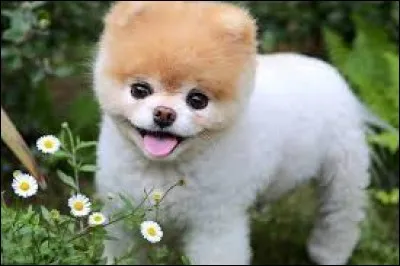 As-tu un animal de compagnie ?