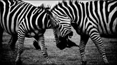 Lequel de ces animaux possède le plus gros cerveau ?