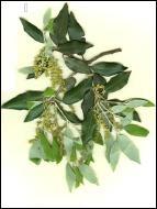 Dans quelle rgion aurez-vous peu de chance de trouver du chne vert (Quercus ilex) ?