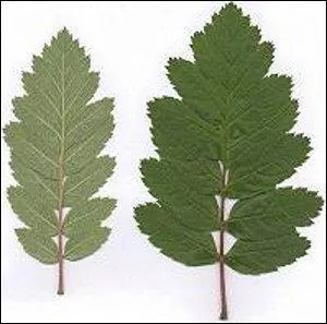 De quelle espce de sorbier s'agit-il ?