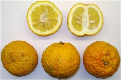 Nommez vite ce fruit désaltérant :