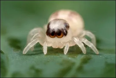 Quelle est ta meilleure m&eacute;thode pour tuer une araign&eacute;e ?