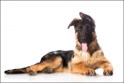 Quel est l'anc&ecirc;tre du chien ?