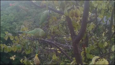 A quelles personnalités pensez-vous si je vous parle des habits verts !
