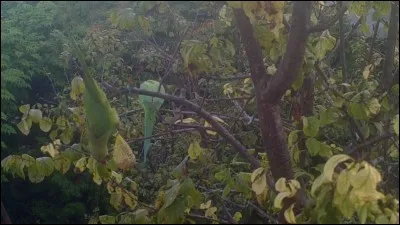 Dans le poème "Voyelles" d'Arthur Rimbaud, quelle lettre précède le mot "vert" ?