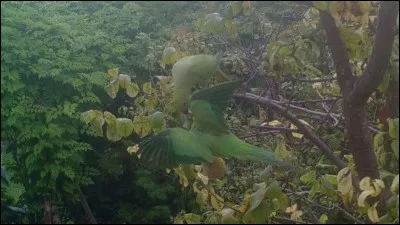 Quel roi de France fut surnommé le Vert galant ?