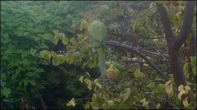 Qui a dit : Quand les Verts voient rouge, ils votent blanc !