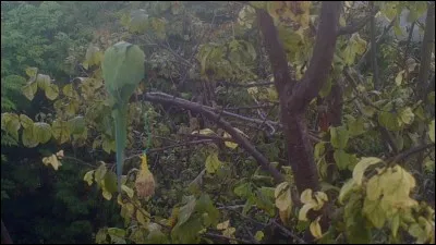 Quel groupe français interprète cette chanson : La main verte ?