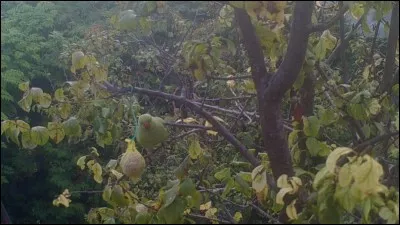 De ces trois chansons, l'une appartient aux Négresses Vertes !