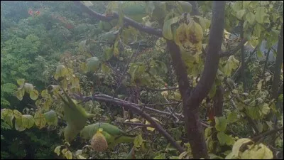 Que signifie l'expression "Se mettre au vert" ?