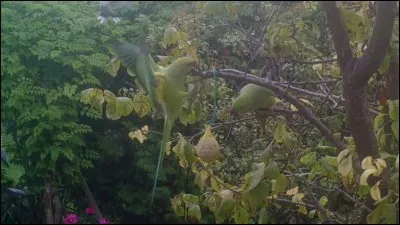 De ces trois drapeaux, lequel comporte la couleur verte ?