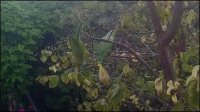 De ces trois reptiles, lequel peut être entièrement vert ?